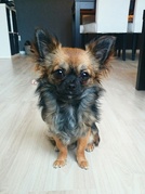honden foto van Bella