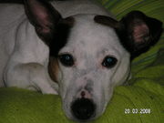 honden foto van Karin