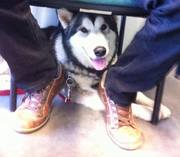 honden foto van Torak