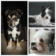 honden foto van fientje