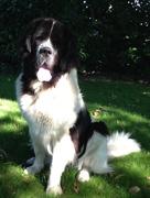 honden foto van katrien Vanderstraeten