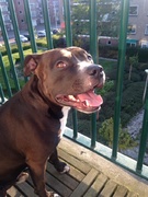 honden foto van petra