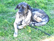 honden foto van Nona