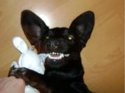 honden foto van Raphaela