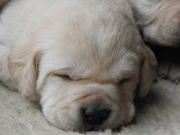 honden foto van De Familiekennel (Lid VBK)