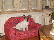 honden foto van johannes