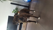 honden foto honden foto van JackT