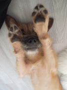 honden foto van Céline