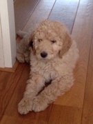 honden foto van Linda en Guus