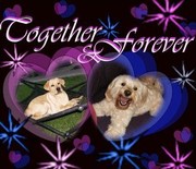 honden foto van Sanne