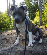 honden foto van lenny