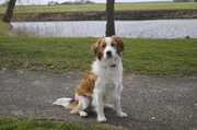 honden foto van Patricia