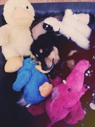 honden foto van Sara