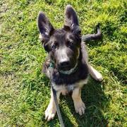 honden foto van Six Days