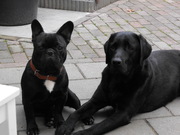 honden foto van Danny