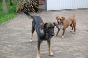 honden foto van Vida, Zorya & baasje Gaby