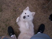 honden foto van petra