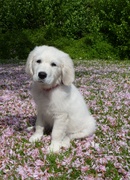 honden foto van Karin