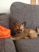 honden foto honden foto van Stefanie Bouckenooghe