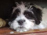 honden foto van martin