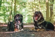 honden foto van Mila en de hondjes Kaylo & Tika 