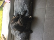 honden foto van steven