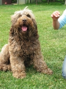 honden foto van Wally