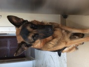 honden foto van Ulrike