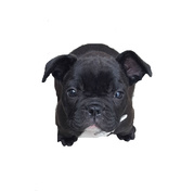 honden foto van Jana & Nuka <3