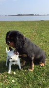 honden foto van Sylvie en Svea