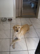 honden foto van coppieters ingrid