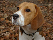 honden foto van thaly in t hof