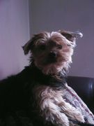 honden foto van monika