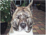 honden foto van Judith