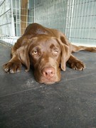 honden foto van Buggy