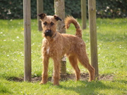 honden foto van itsme