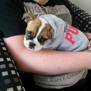 honden foto van Ferry