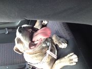 honden foto van zinga