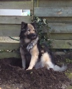 honden foto van regina 