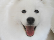 honden foto van Charissa Nekkers