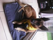 honden foto van Kim