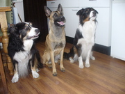 honden foto van Resia