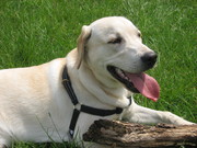 honden foto van Rene