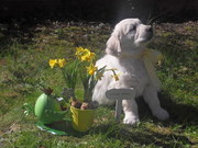 honden foto van Mopperkontje