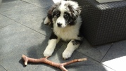 honden foto van anja pastoors