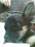 honden foto van tinkerbelletje