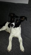 honden foto van Rinetta&Harry baasjes van Kyra