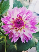 honden foto honden foto van Elni