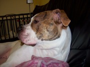 honden foto van Lian