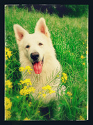 honden foto honden foto van M & J